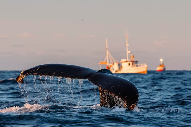 Underwater noise - WWF Arctic
