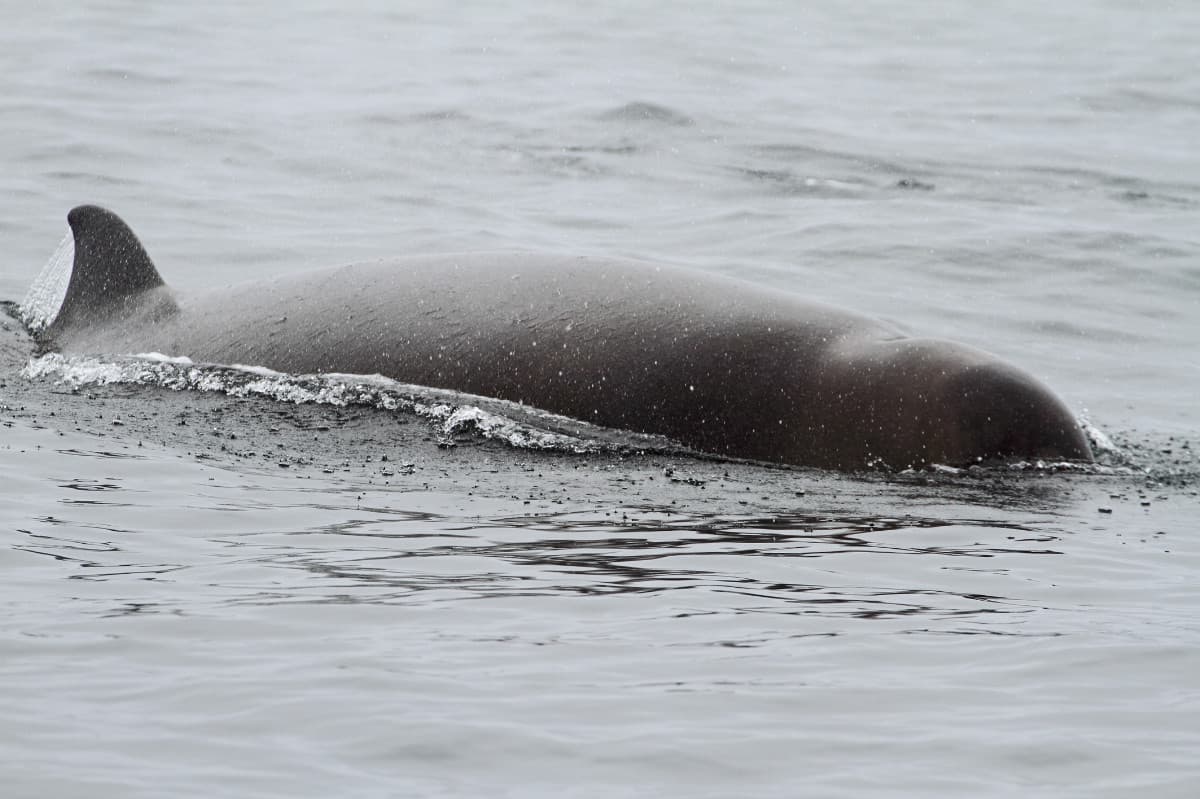 Infographic: Underwater noise - WWF Arctic
