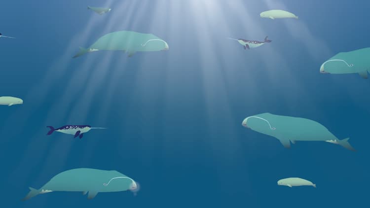 Delivery of WWF Underwater Noise petition to Arctic Council - WWF Arctic