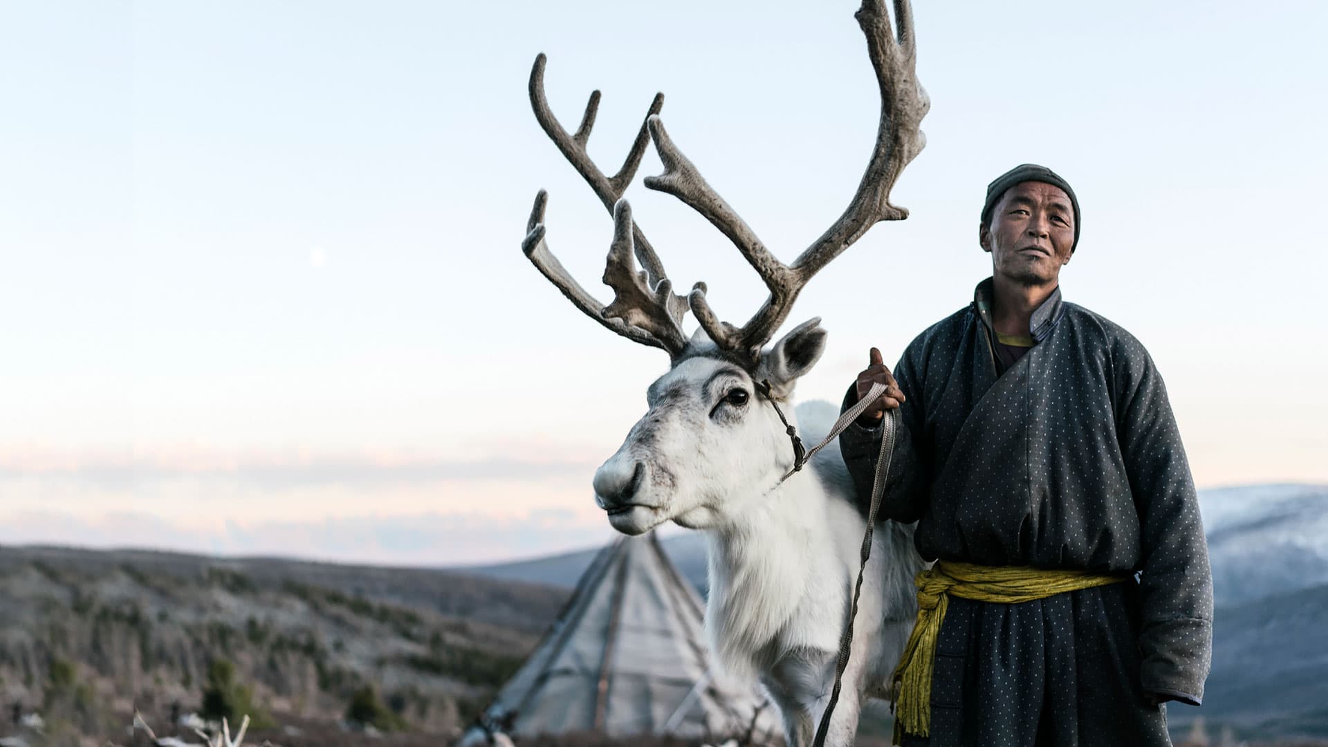 Man shepherding reindeers in Mongolia in winter