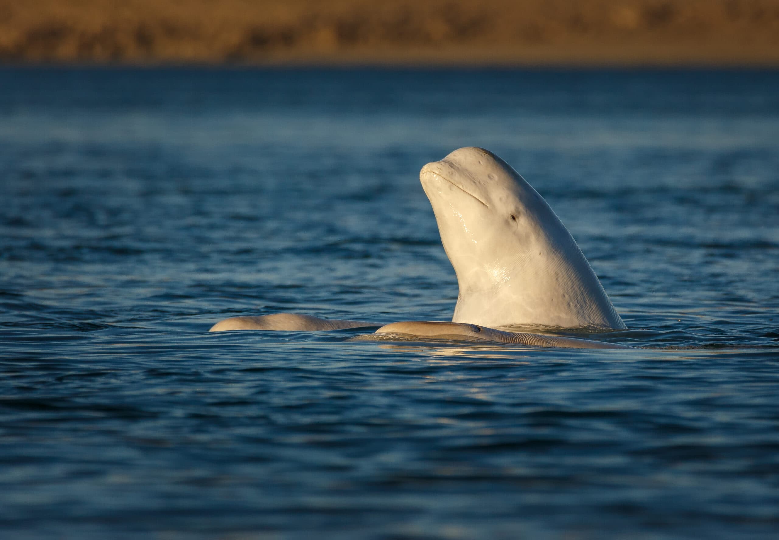Beluga whale with it's head and fins out of the water.