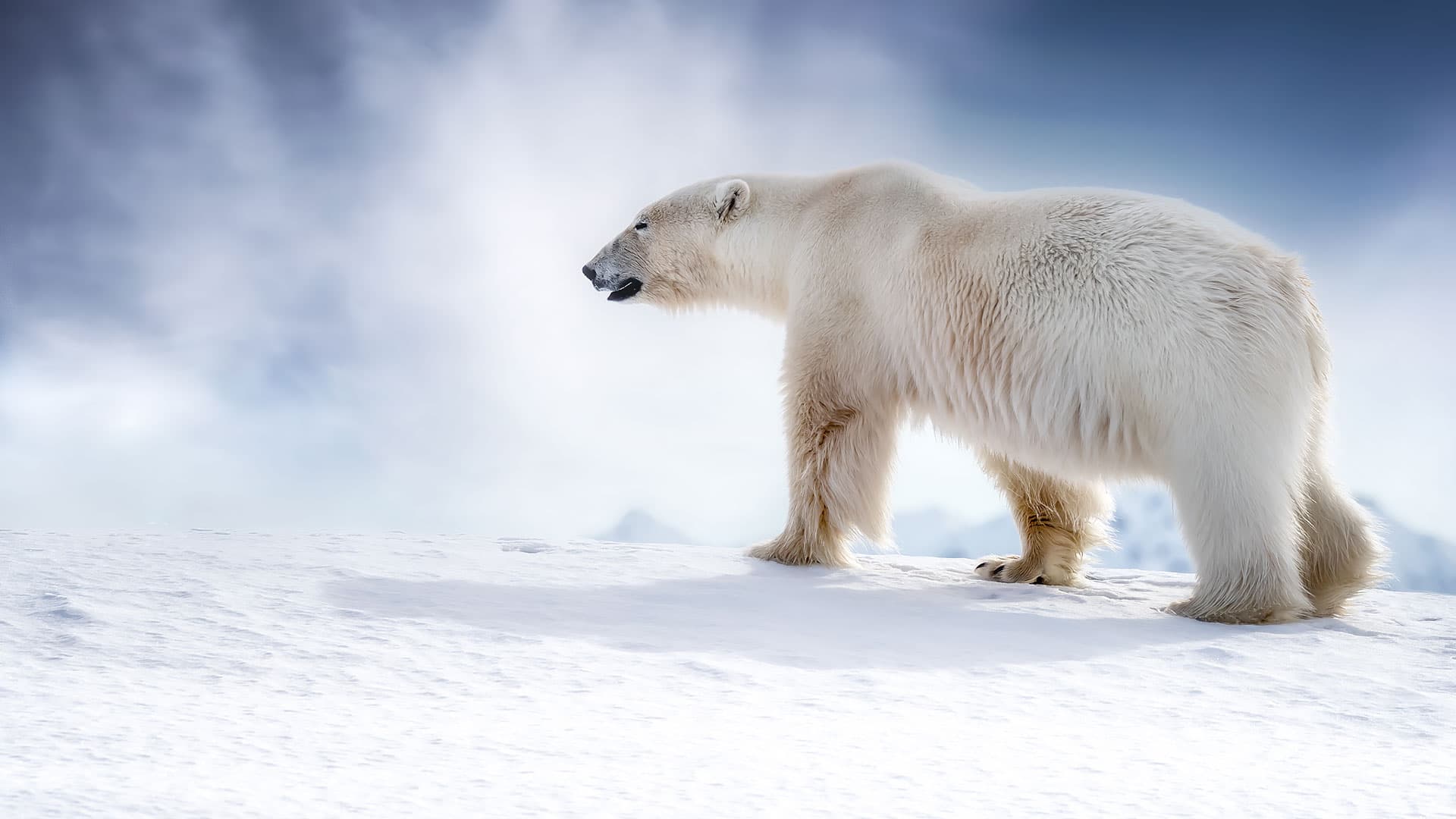 Beautiful adult male polar bear, ursus maritimus, walking across the snow of Svalbard