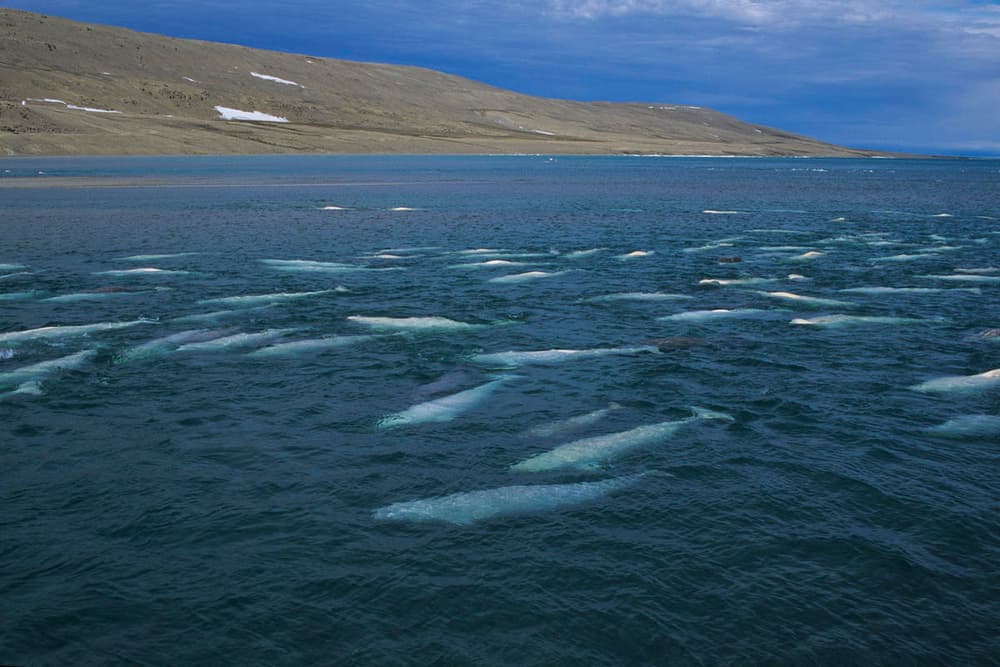 Large pod of Beluga / White Whale swimming with large hills in the background.