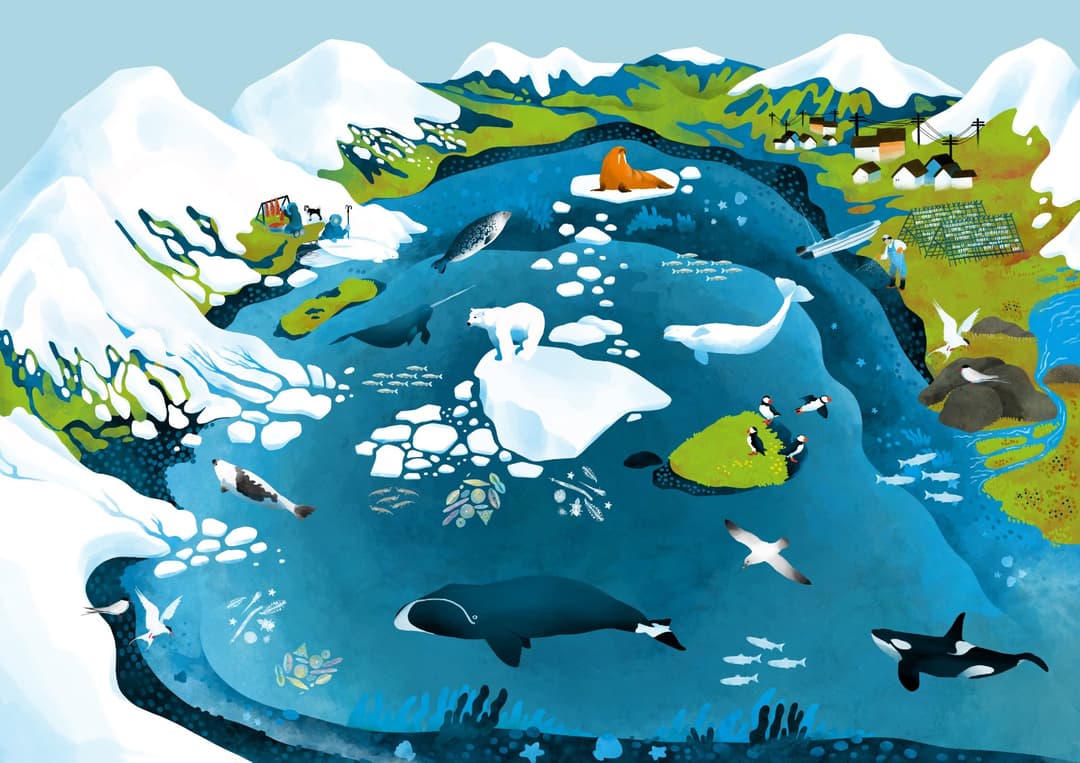 Bowhead whale - WWF Arctic