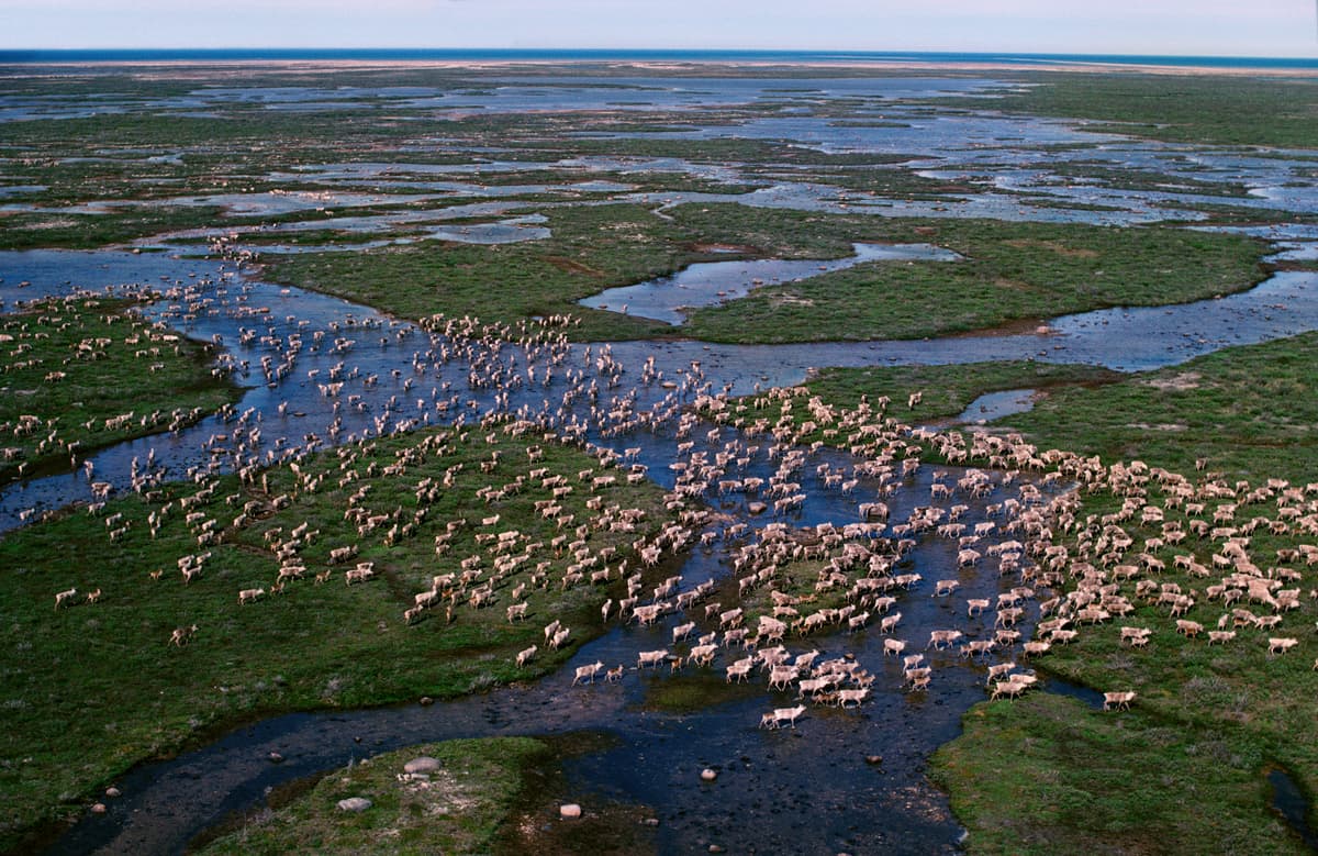 Arctic connected | Arctic biodiversity under threat - WWF Arctic