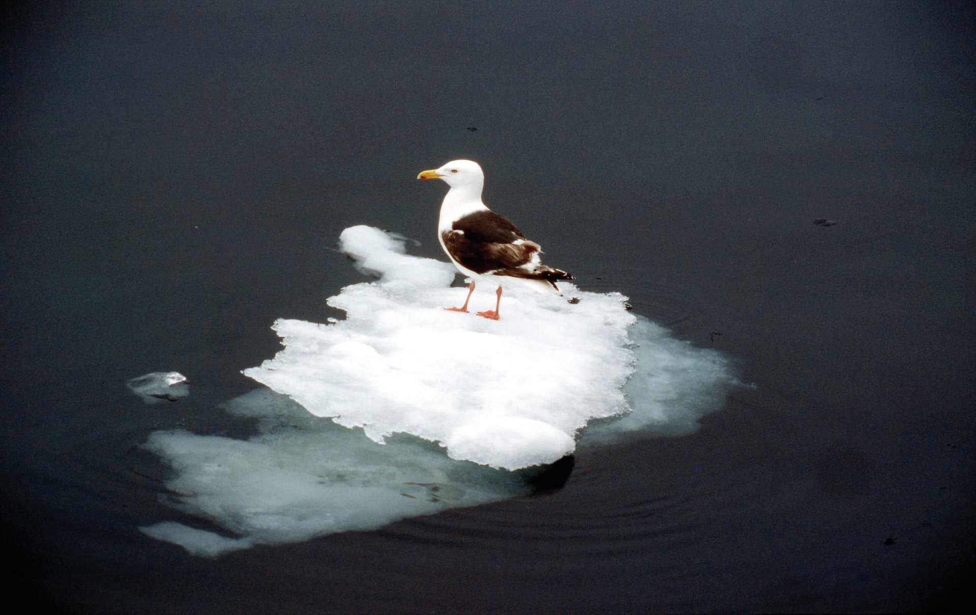 Why is the Arctic warming faster than the rest of the planet? - WWF Arctic