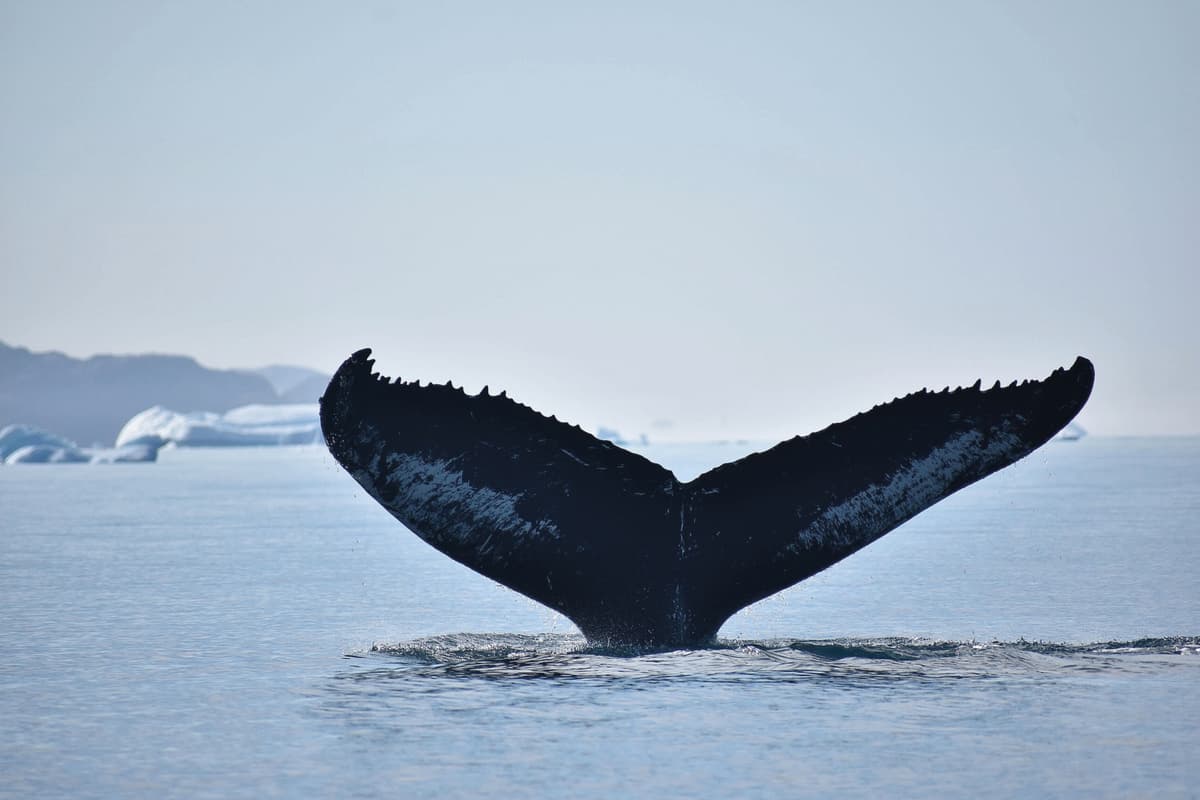 Why is the Arctic warming faster than the rest of the planet? - WWF Arctic