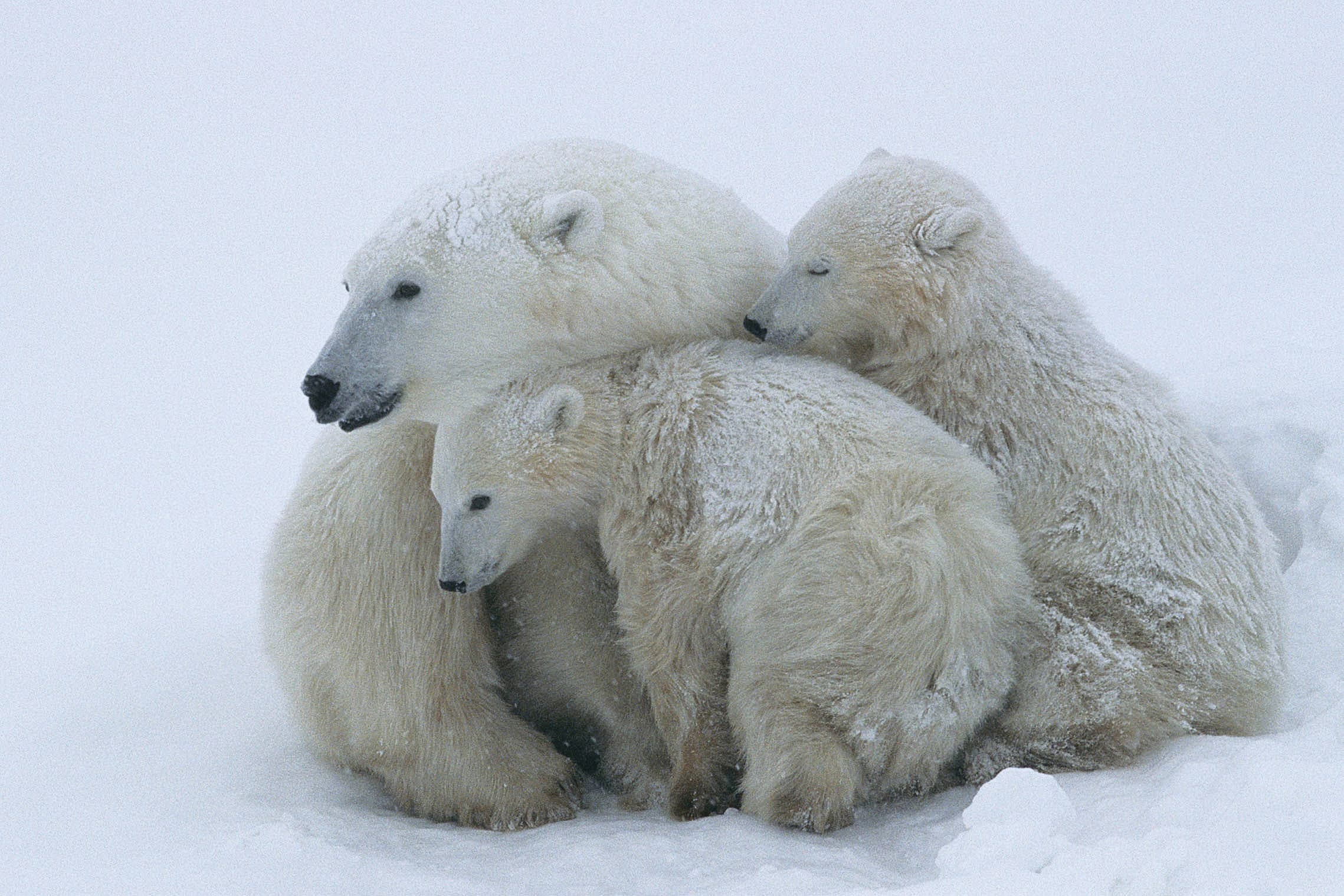 A polar bear cuddling up with her two cubs
