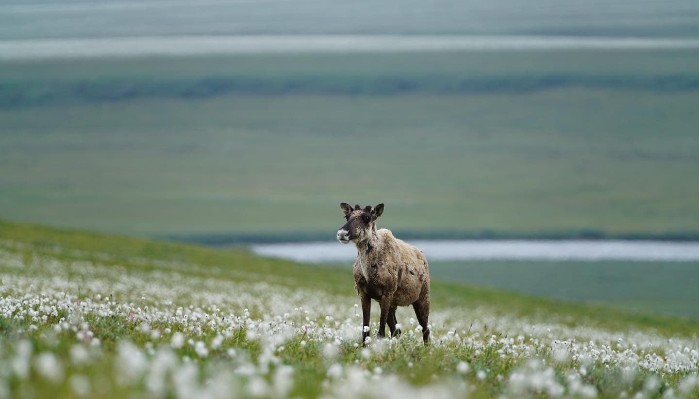 A caribou along the Hulahula River in the Arctic National Wildlife Refuge in Alaska.