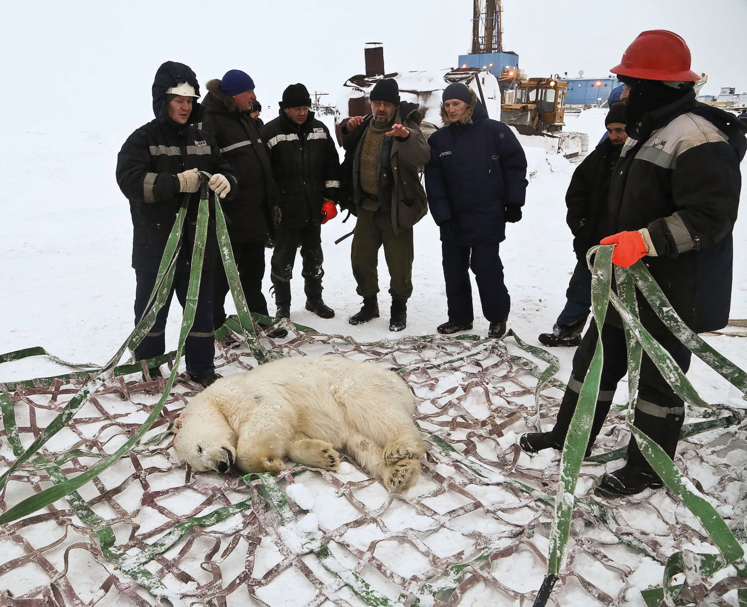 A young female polar bear that wan- dered into Russia's Tobolski oil field will be transported away by helicopter.