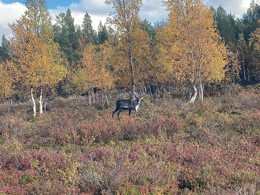 Reindeer in northern Finnish Lapland during early spring.