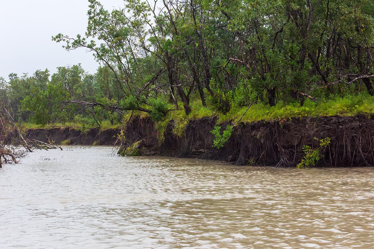 Photo of the murky Yukon River water and the grassy, tree-lined riverbed.