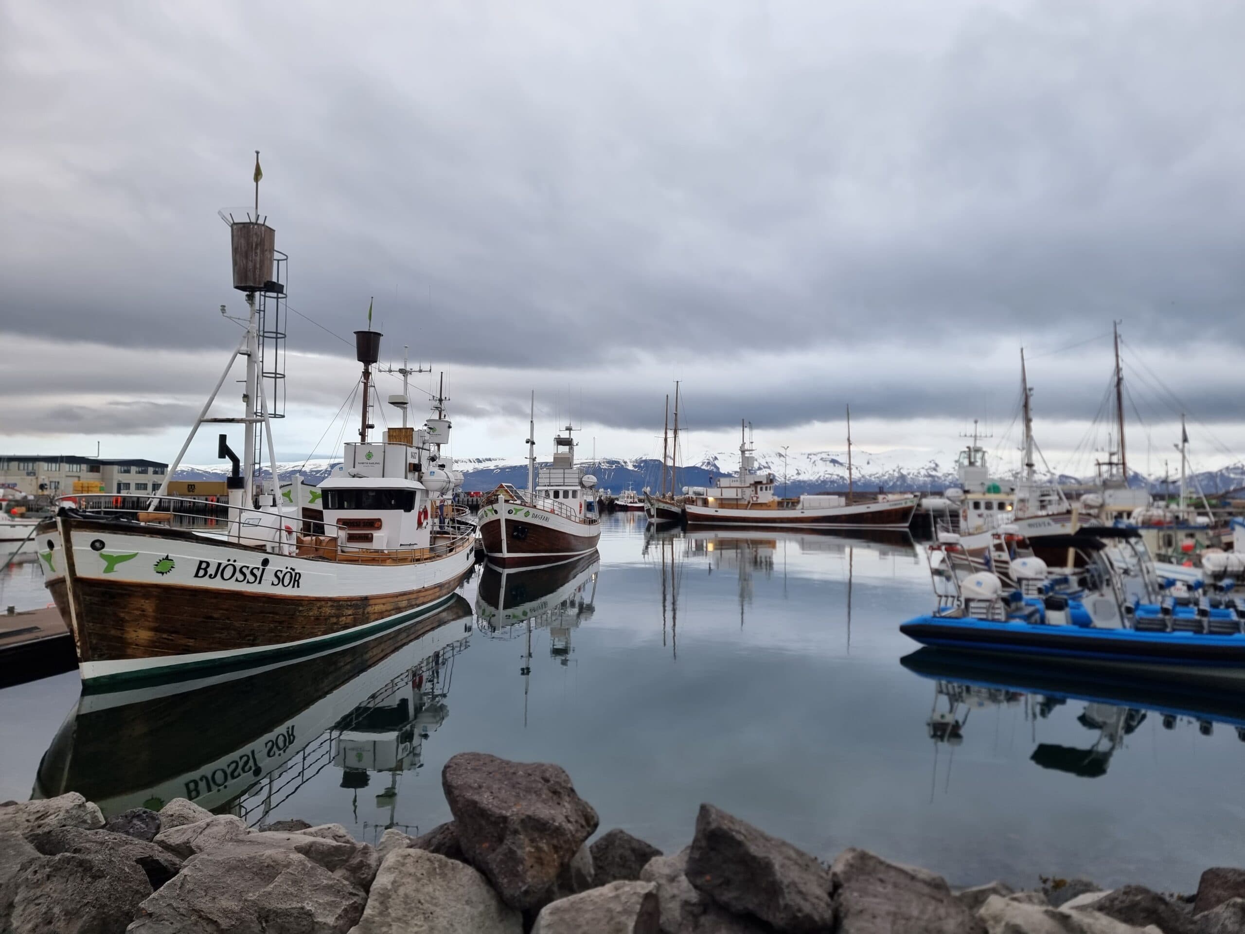 Boats in the harbour in Húsavík, Iceland. Whale watching is big business in Iceland. And if you want to get a close up look at whales in Iceland, the picturesque town of Húsavík is the place to go.