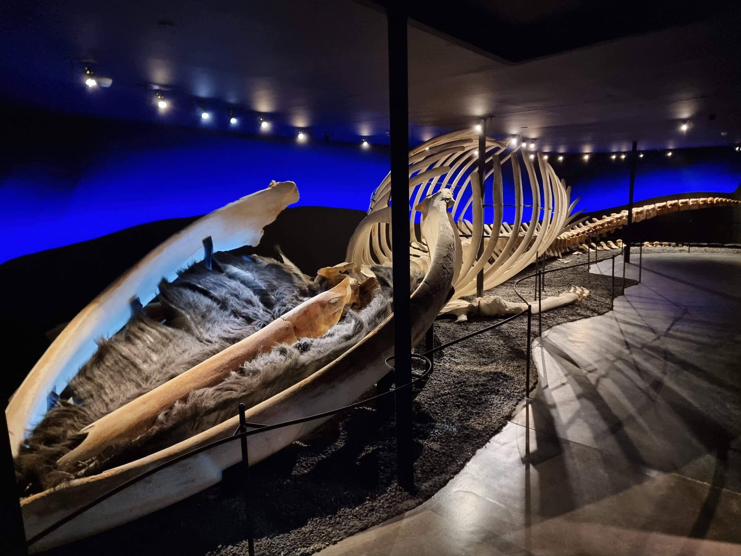 A whale skeleton at a museum that is over 25 meters long.