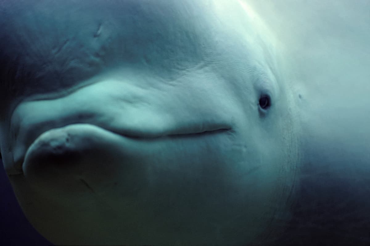 White whale / Beluga (Delphinapterus leucas) face close-up.