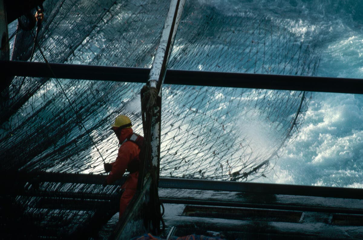 Fisherman Pulling on Fishing Net Fishing for pollack in the Bering Sea, a fisherman pulls on a fishing net line aboard the Saga Sea. Alaska.
