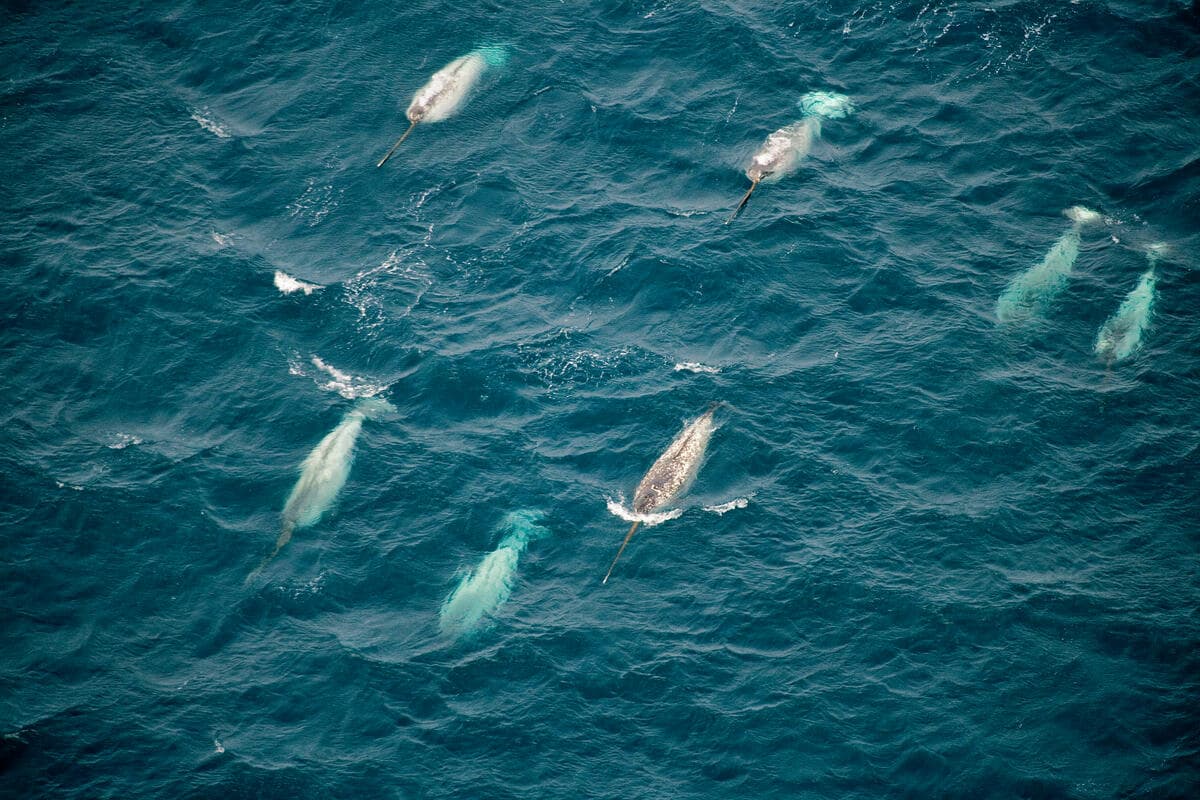 Group of Narwhals (Monodon monoceros) swimming at the surface.