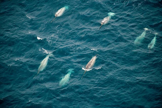 Underwater noise - WWF Arctic