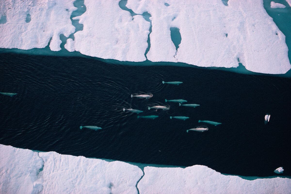 White / Beluga whale pod (Delphinapterus leucas) migrating through sea ice, Arctic Canada. Aerial