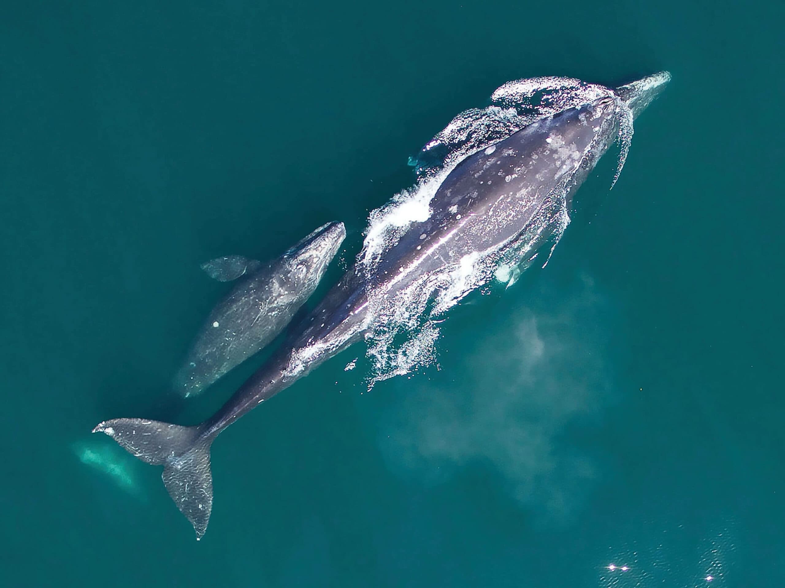 Grey whale mother and calf in blue waters.