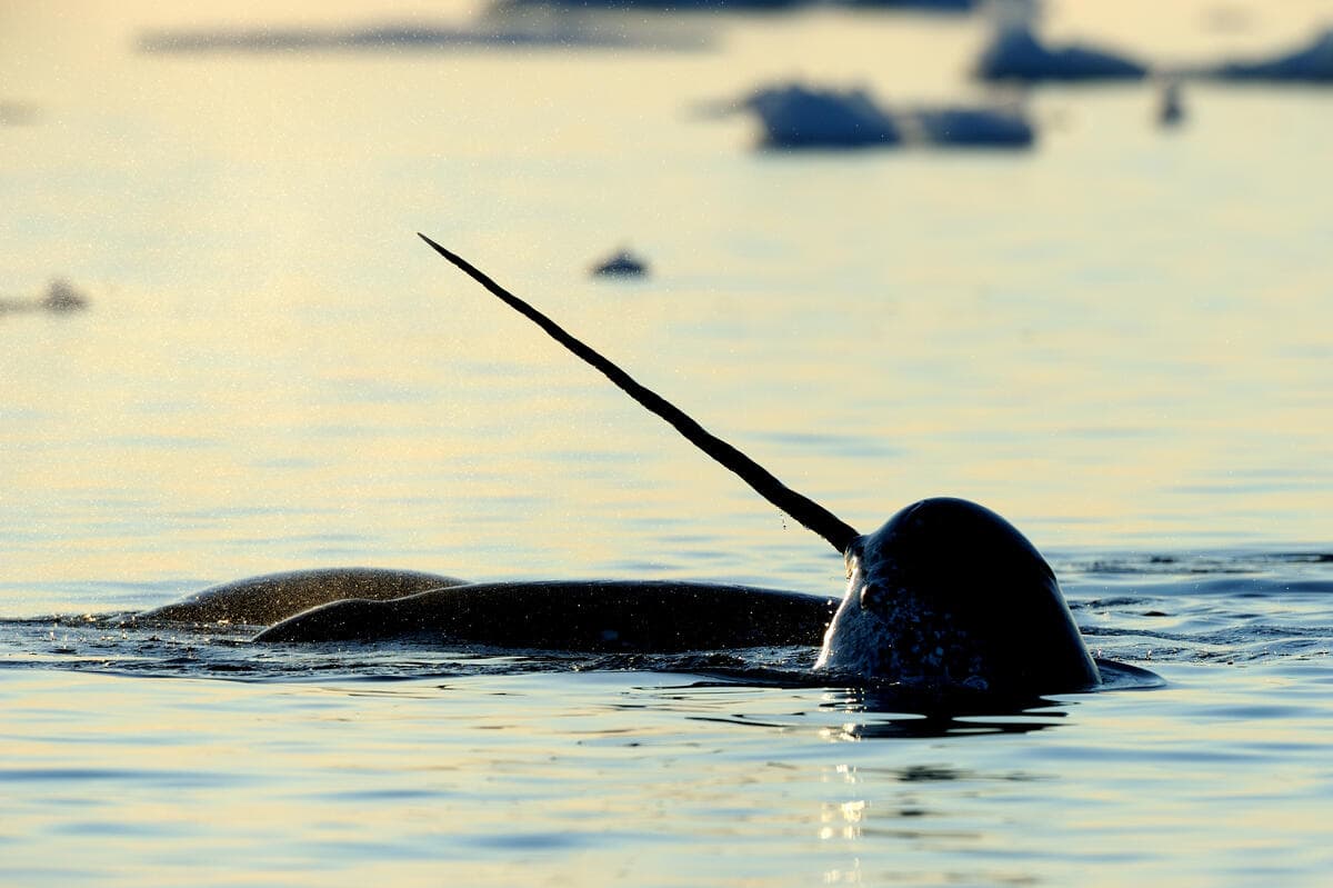 Narwhal showing tusk above water surface.