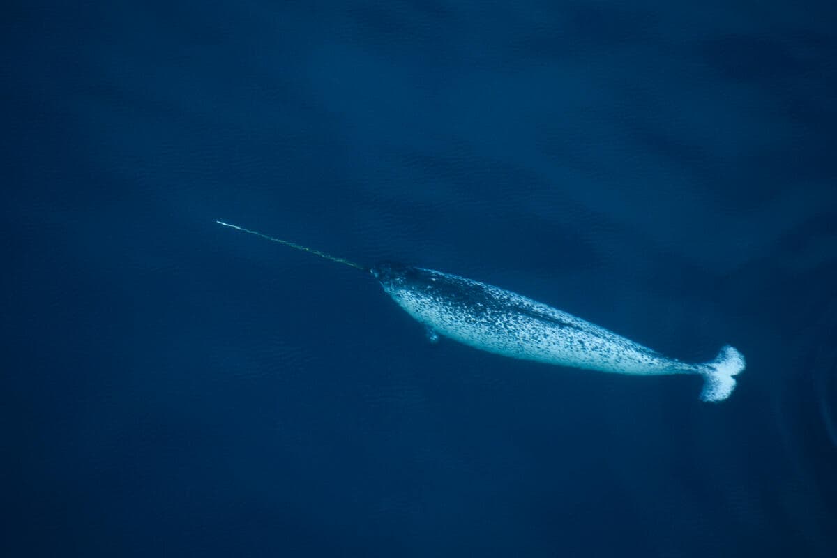 Narwhal (Monodon monoceros) swimming near the surface, seen from the air. Pond Inlet, Canadian Arctic.