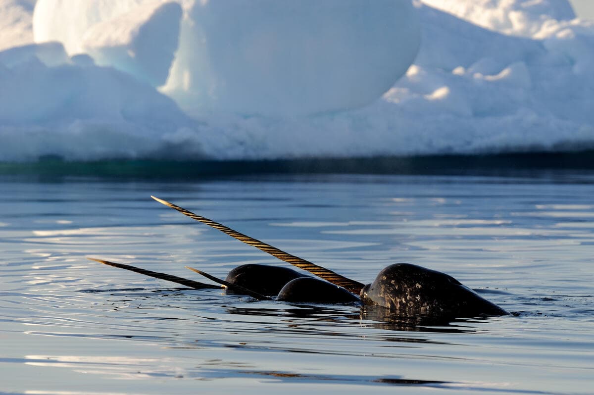 Narwhal (Monodon monoceros) showing tusks above water surface.