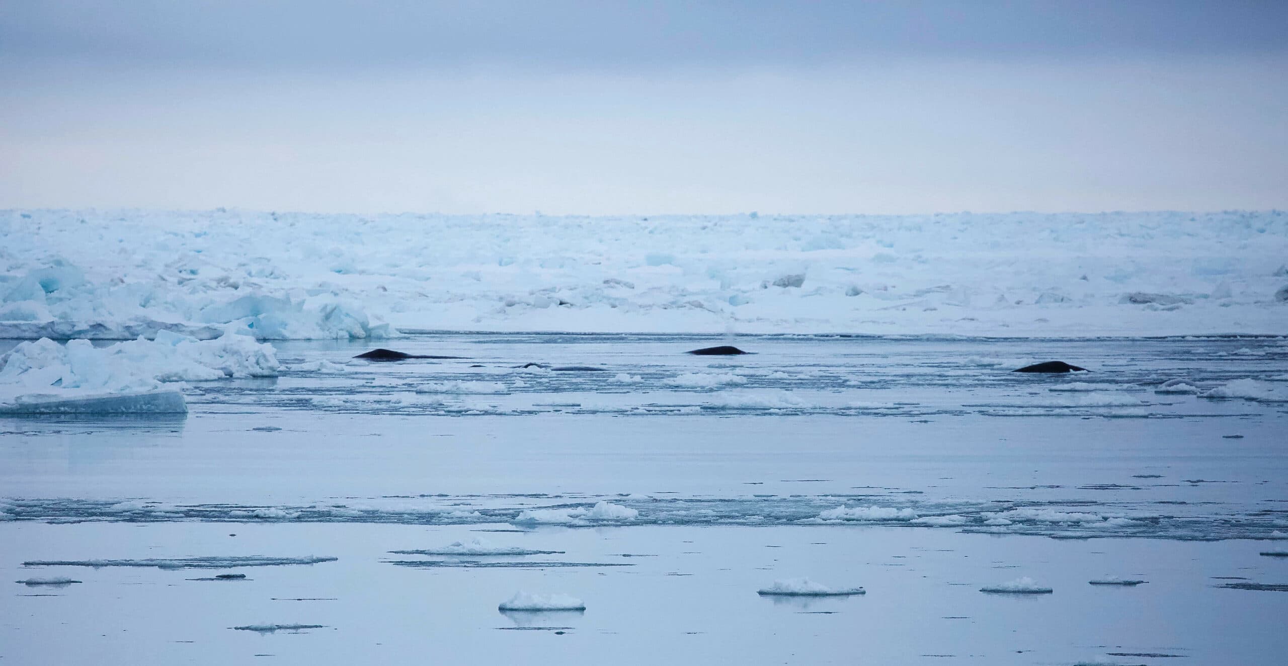 Three bowhead whales breathing near ice.