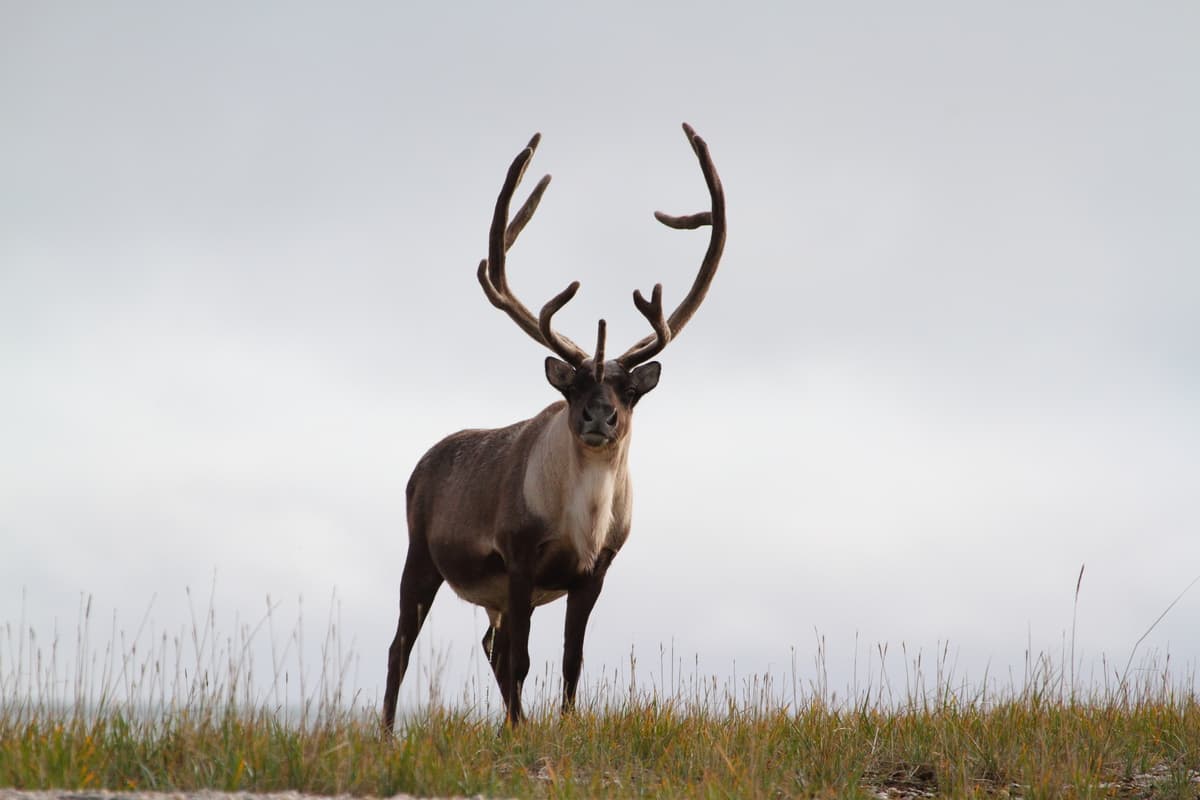Brown barren-ground caribou looking straight into the camera