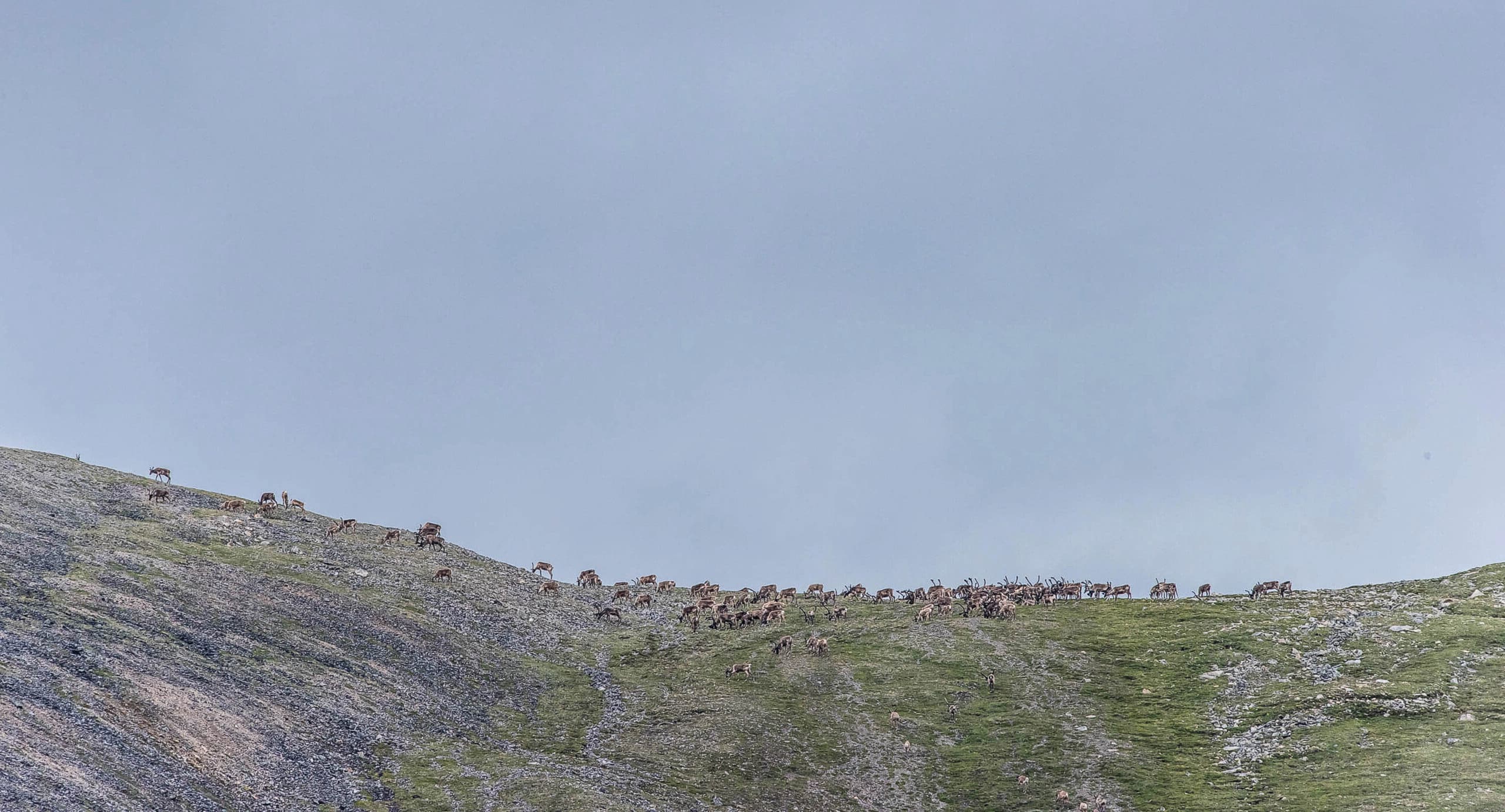 A large group of caribou in the distance