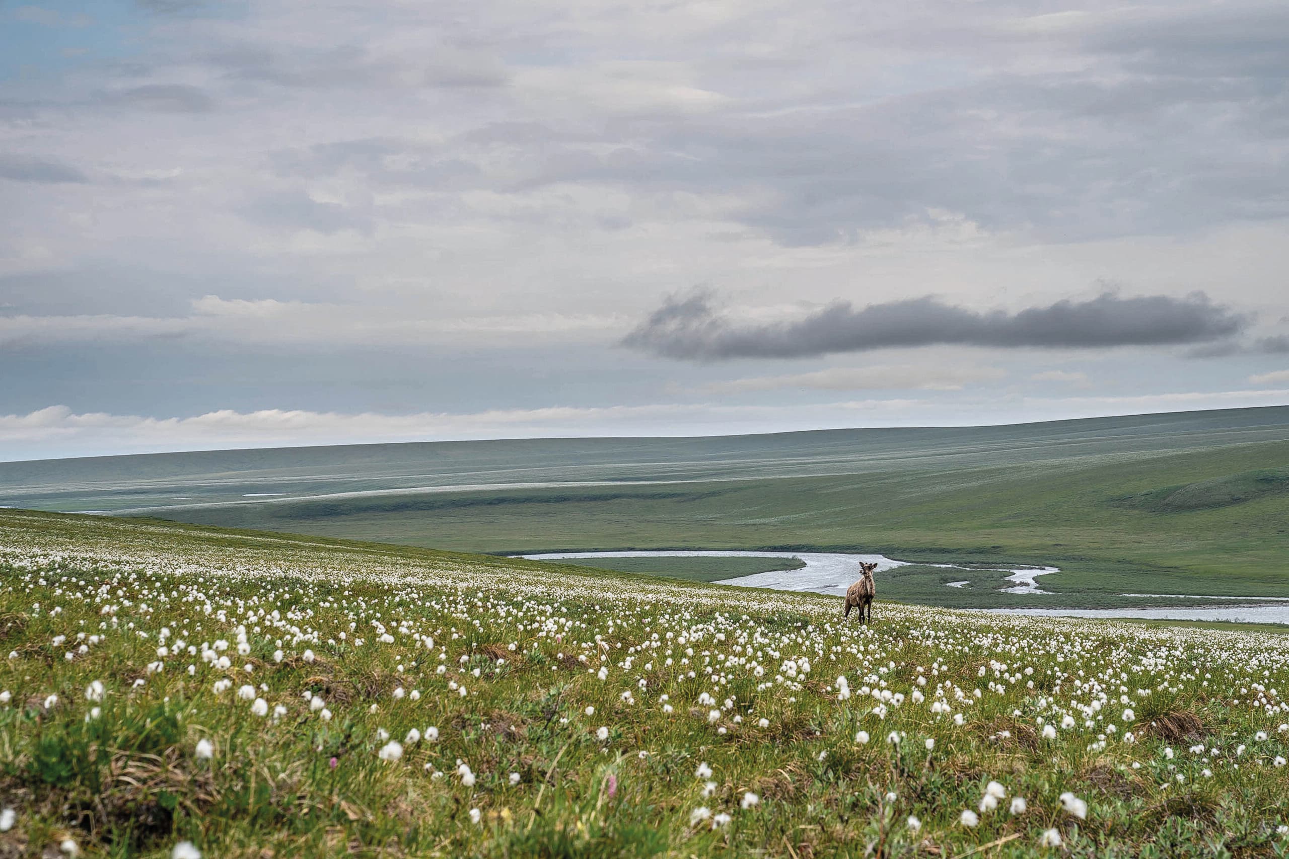 Caribou standing in a green meadow