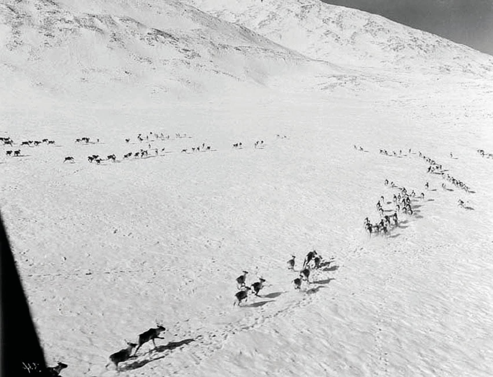 Vintage photograph of caribou running across a snow-covered landscape in Yukon.
