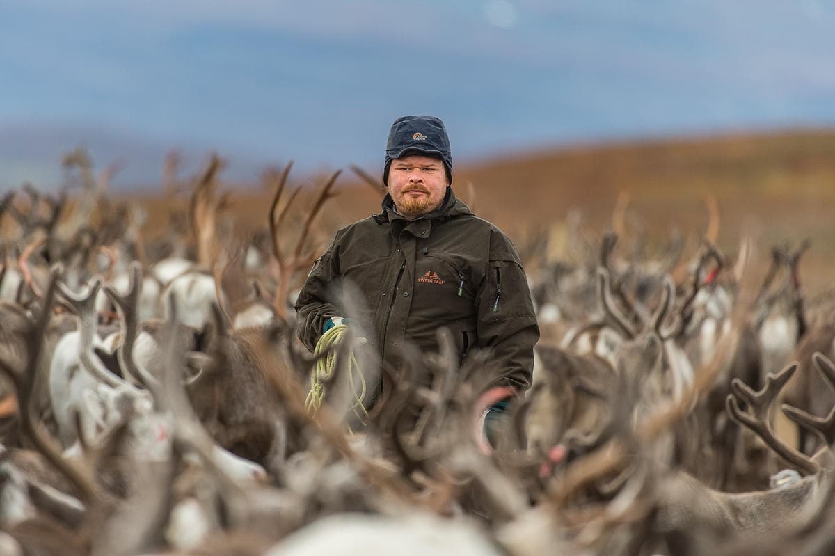 Jim Persson, standing with lasso in the middle of a reindeer herd