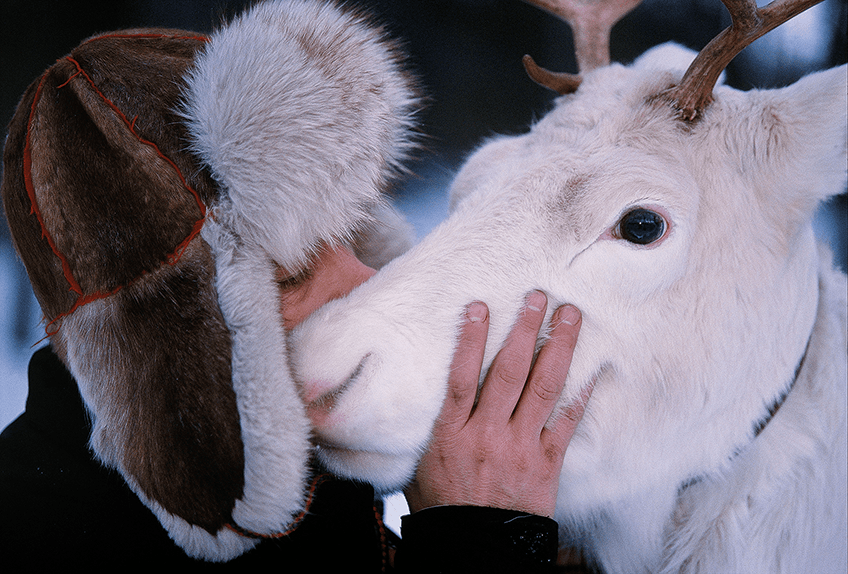 Sámi reindeer herder Mikael Vinka is cuddling his white reindeer