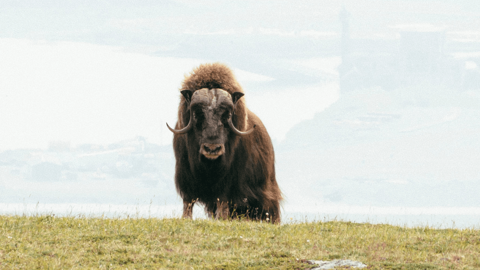 A muskox looking into the camera