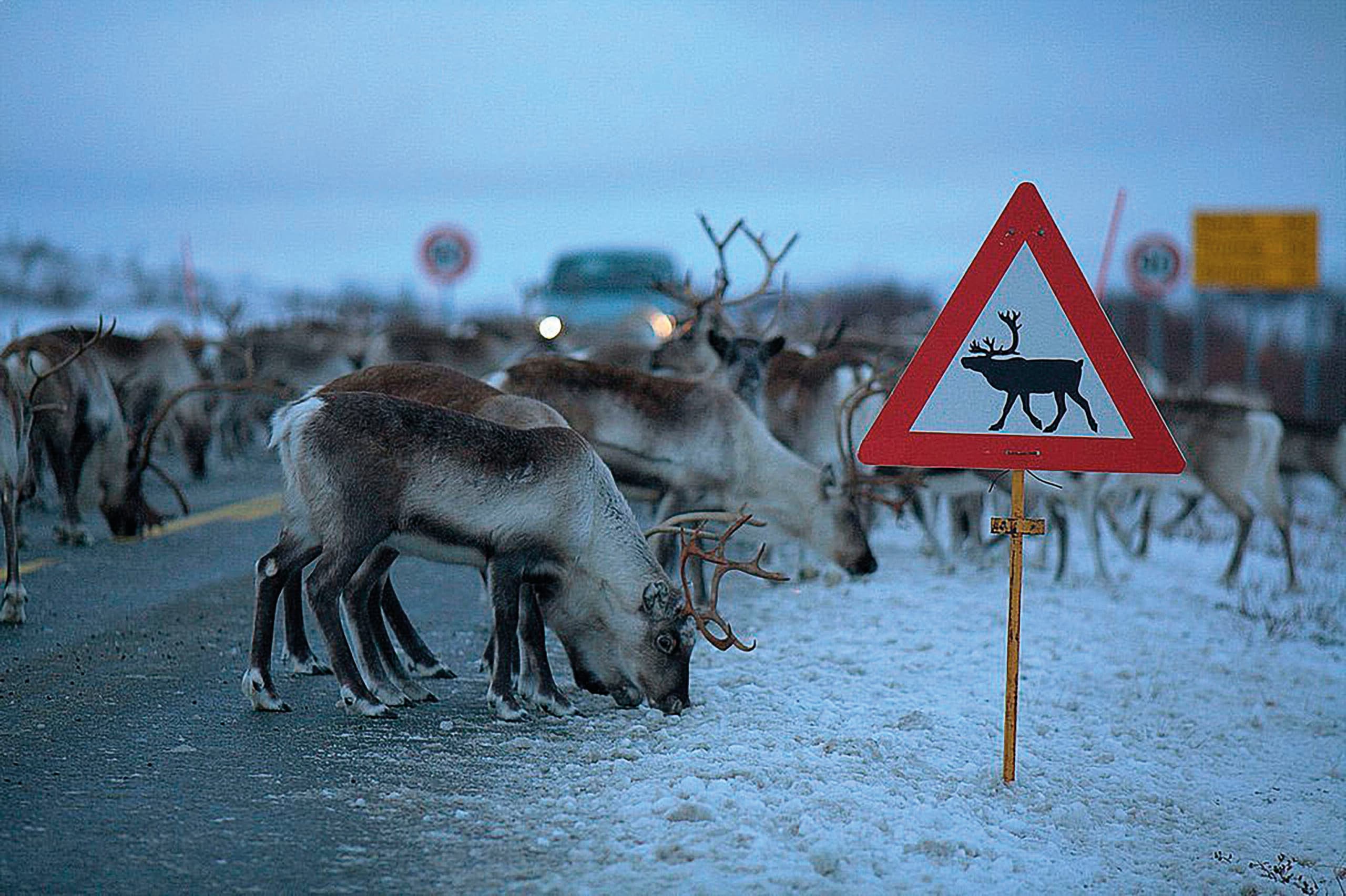 Herd of reindeer grazing by the road, blocking a car