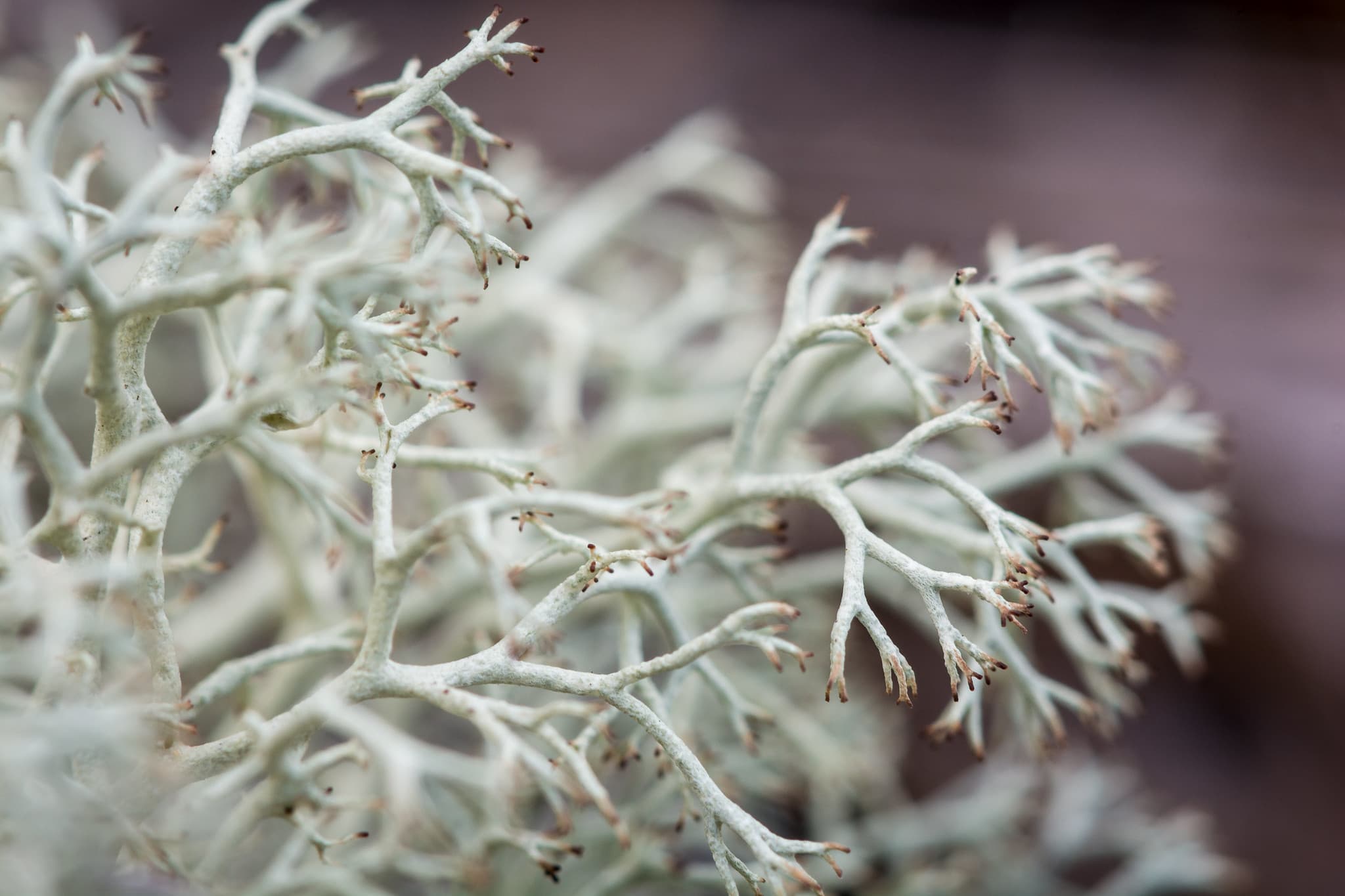 Close-up of white reindeer lichen