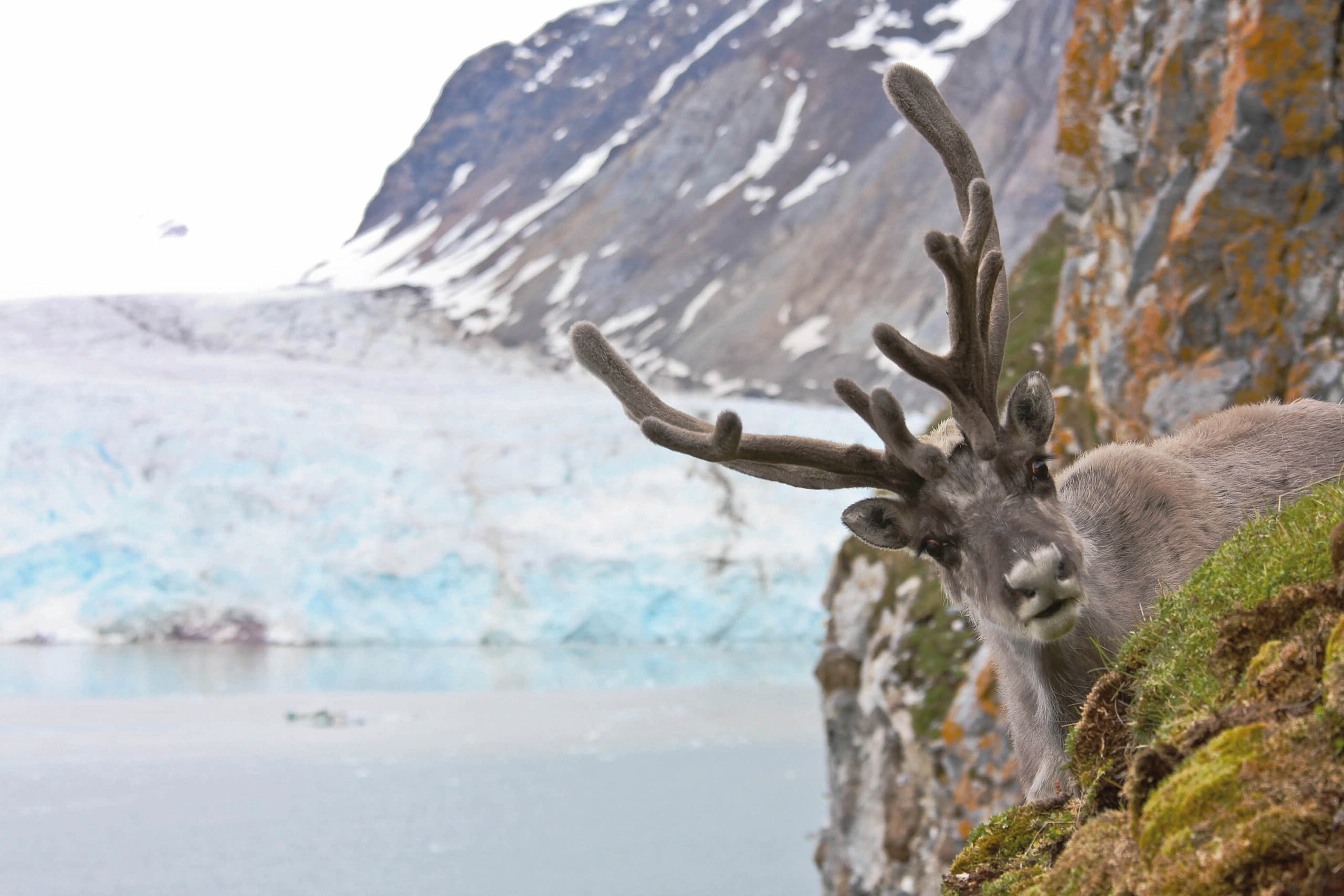 Svalbard reindeer poking its head out from behind a cliff