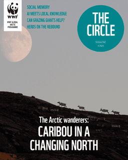 Magazine cover of the Circle. A herd of caribou is running across the landscape, with their silhouettes clearly visible against the blue sky. Text: The Circle, magazine 4.2025. The Arctic wanderers: caribou in a changing north. Articles: Social memory AI meets local knowledge Can grazing giants help? Herds on the rebound. WWF Global Arctic Programme's logo is in the corner.