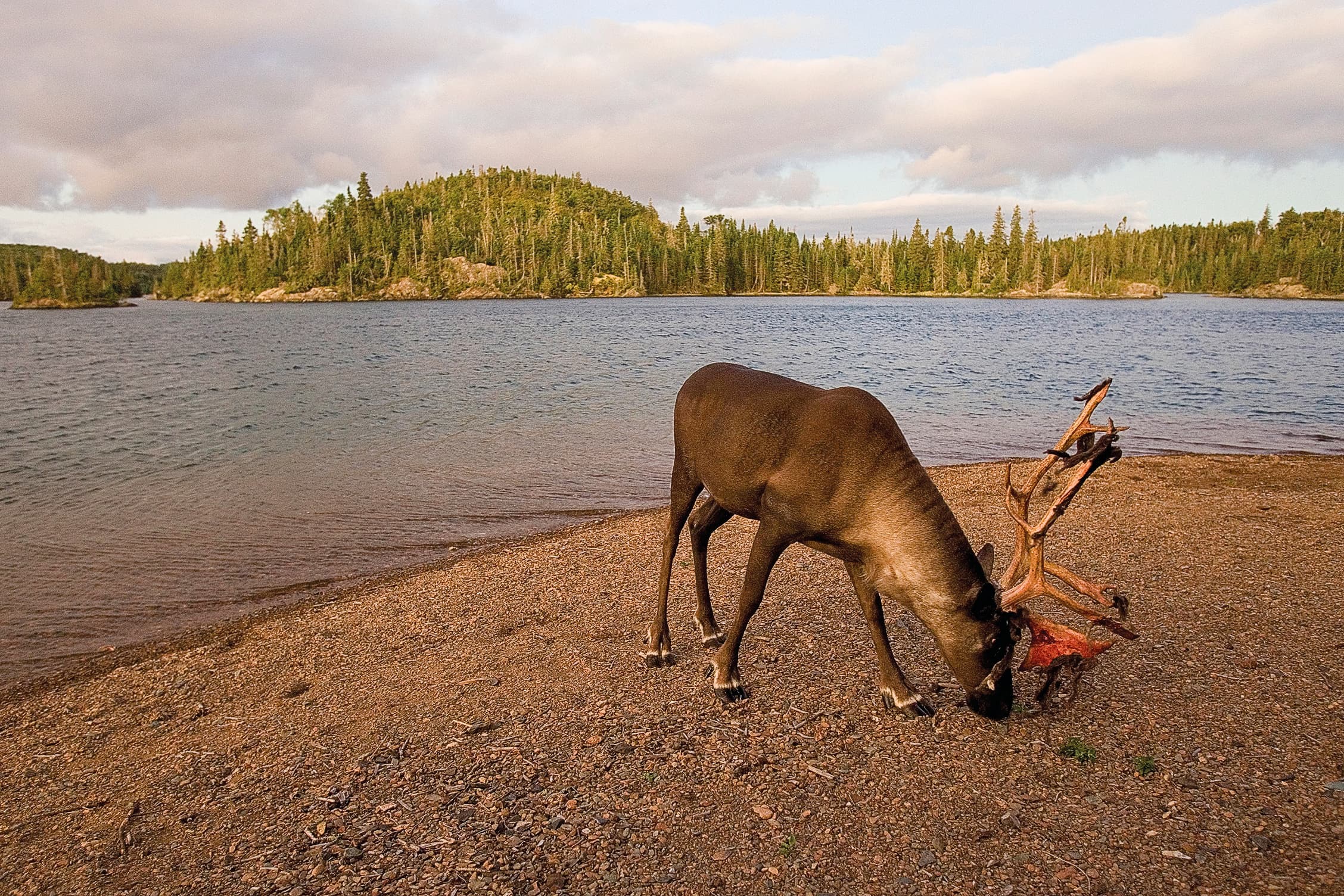 A brown caribou is grazing on a sandy beach
