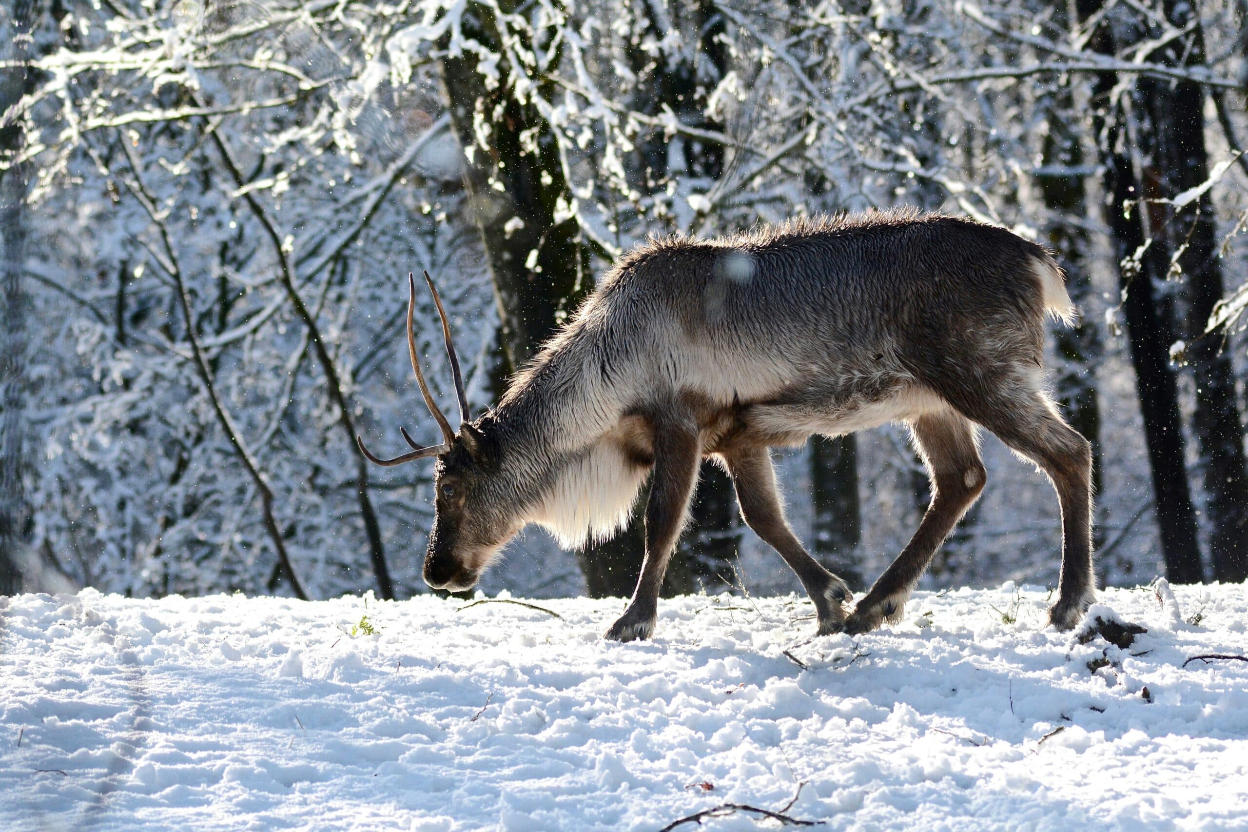 A caribou grazing in the snowy forest