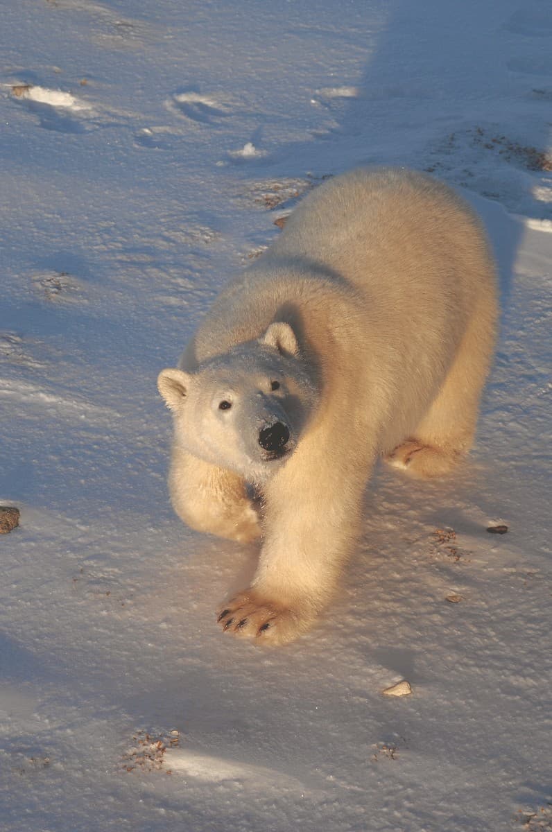 Combining scientific and Indigenous knowledge to conserve polar bears