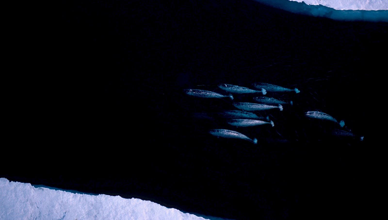 Aerial view of Narwhal (Monodon monoceros) group migrating, Lancaster Sound, Canadian Arctic