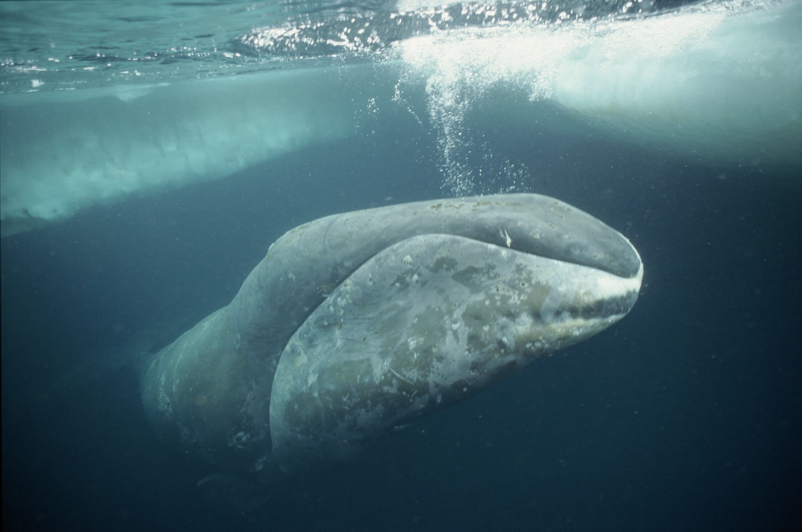 Bowhead whale just under ice, Arctic
