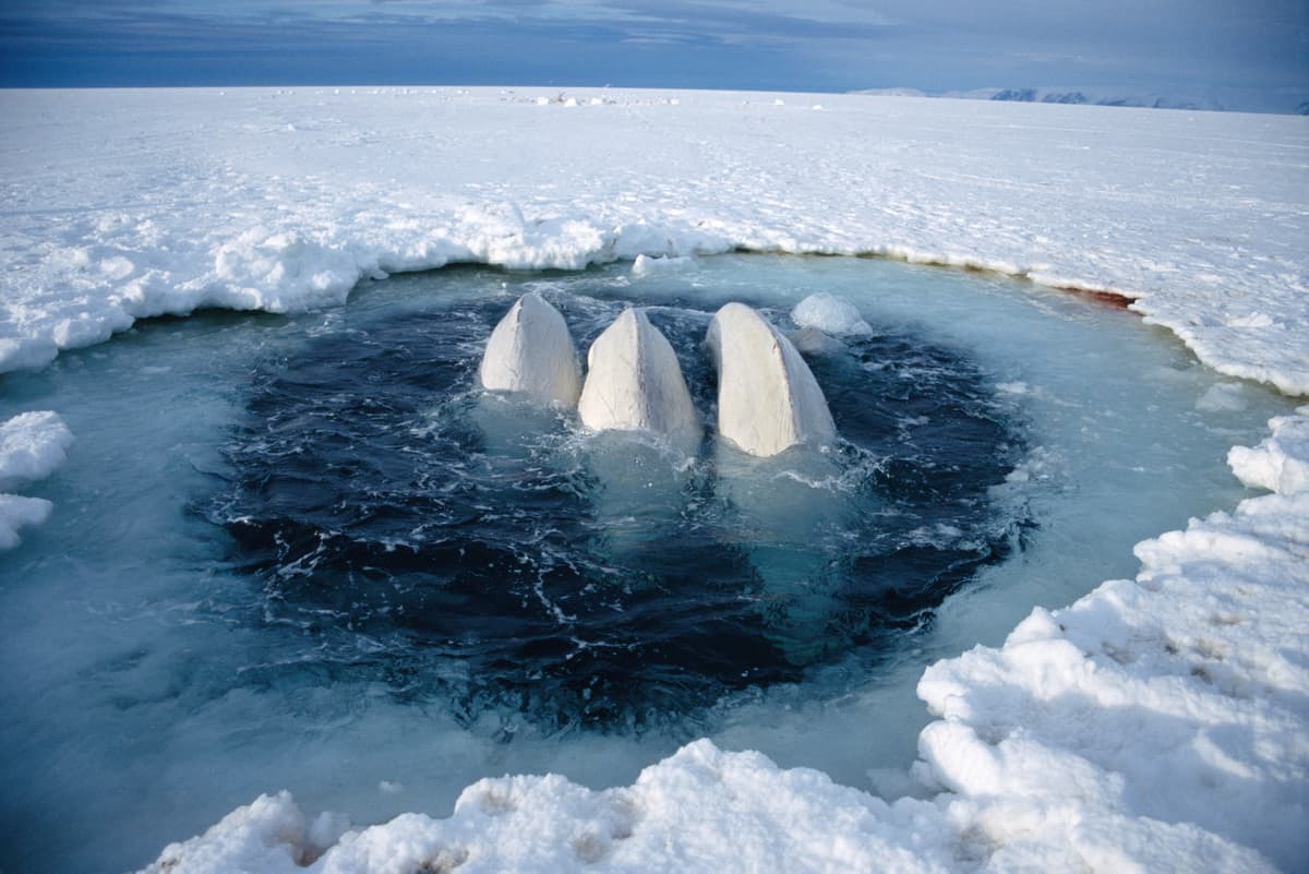 Beluga whale - WWF Arctic
