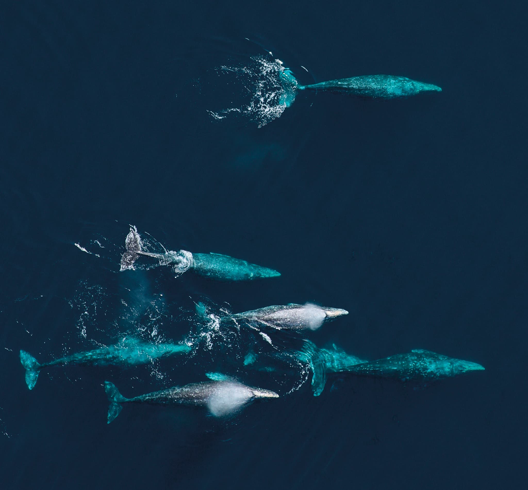 Underwater noise - WWF Arctic