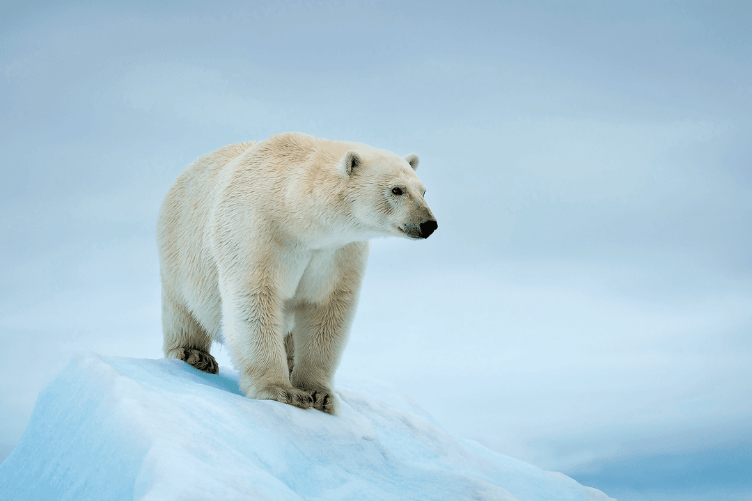 The power of observation wwf arctic