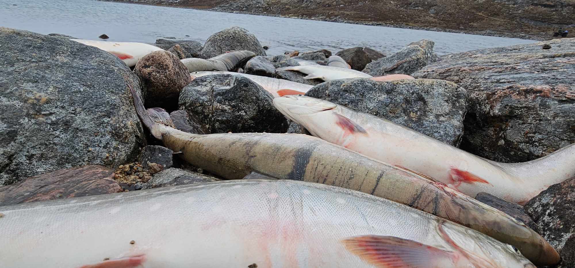 Fish on the shore in Foxe Basin, Canada