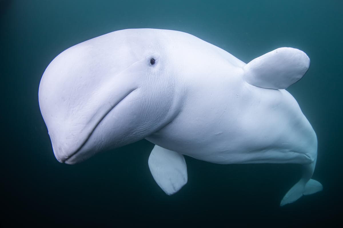 Beluga whale swimming in turquoise blue water.