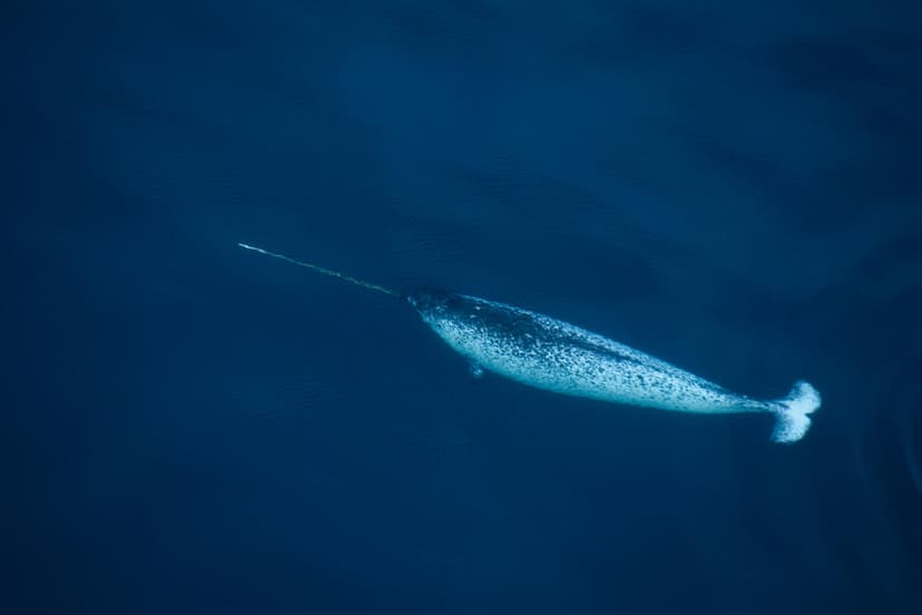 Whales in a changing Arctic: A call for action - WWF Arctic